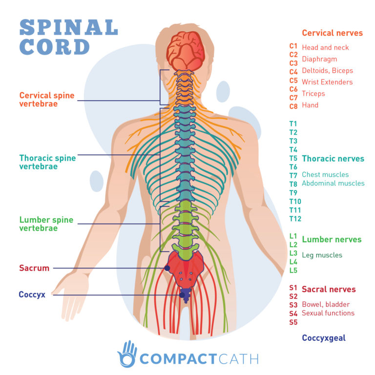 the-spinal-cord-and-its-importance-owlcation