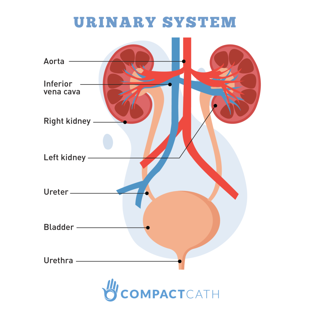 Urinary Incontinence_Urinary System - CompactCath